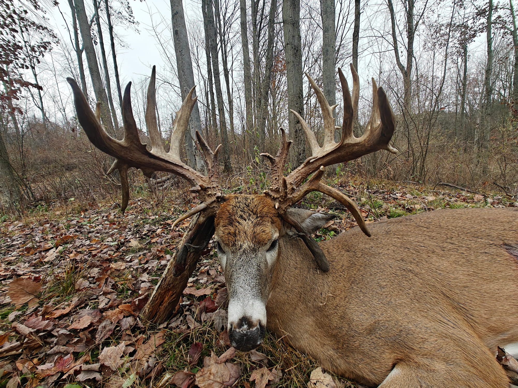 Close-up of a huge non-typical whitetail rack